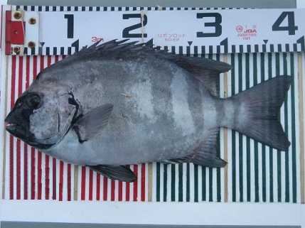 関西の船釣りで釣れる 竿とリール 日ノ御埼 石鯛