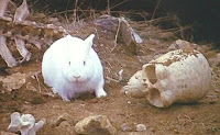 Rabbit of Caerbannog. Death awaits you with pointy teeth Rabbit of Caerbannog. Death awaits you with pointy teeth