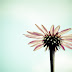 Inspiring blossom on a mint vignette background