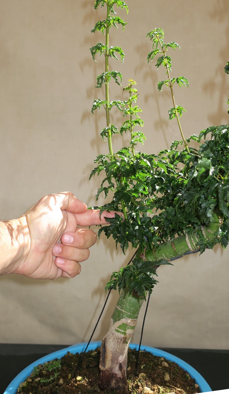 shishigashira - Acer palmatum shishigashira Jul56