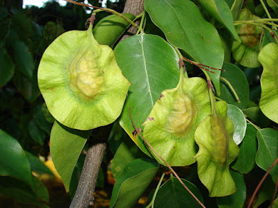 Pterocarpus indica