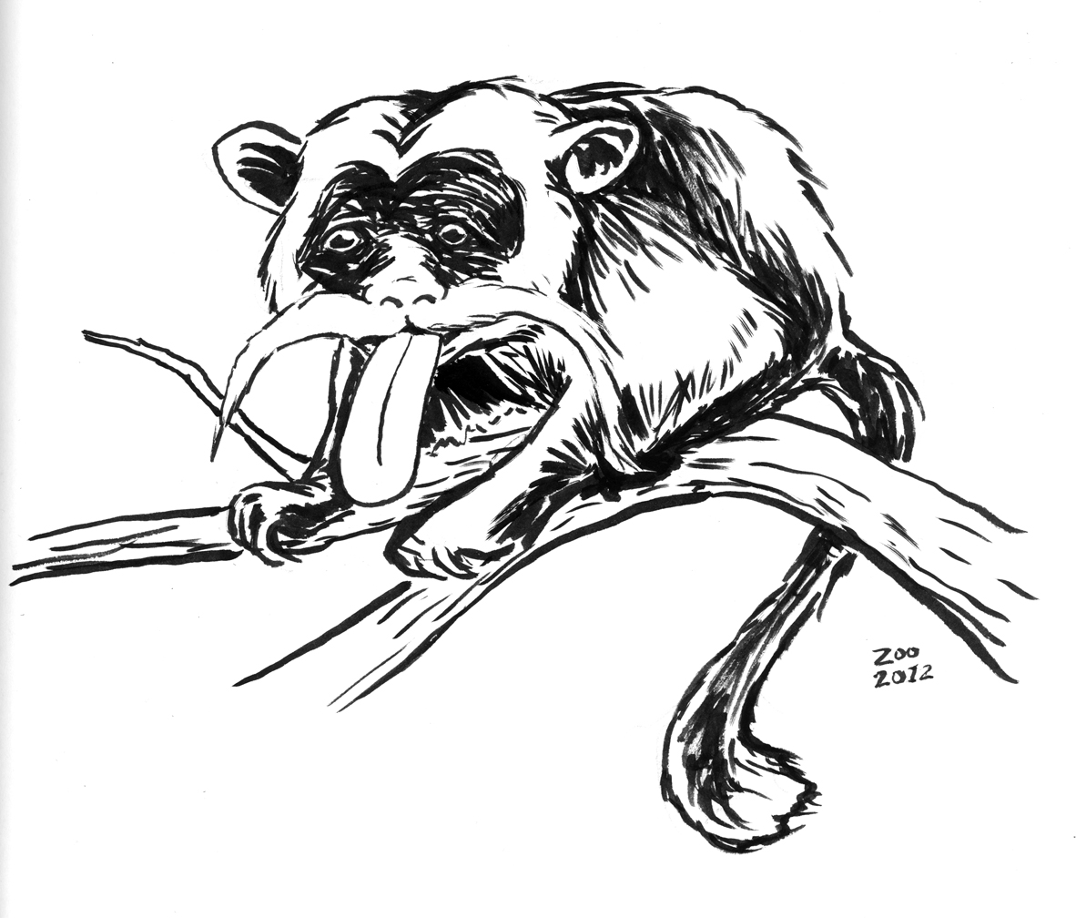 artmonkey: Zoo Drawings