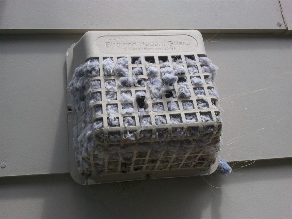 Bird In Everything Birds In Dryer Vent