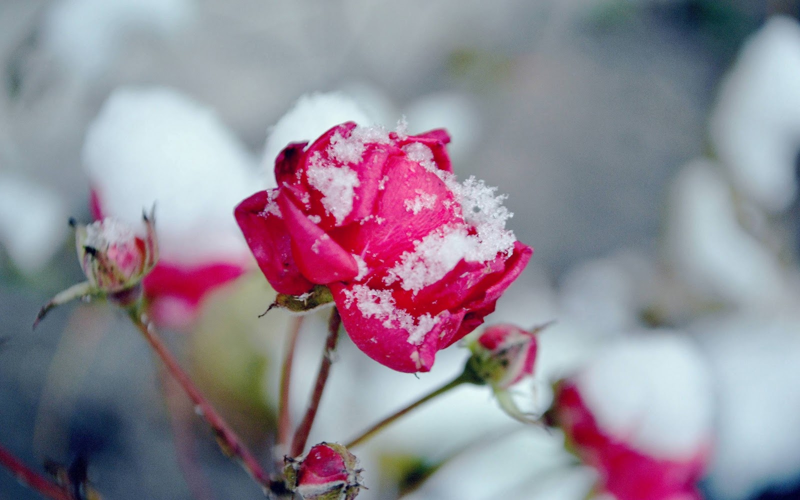 Snow on Rose Wallpaper