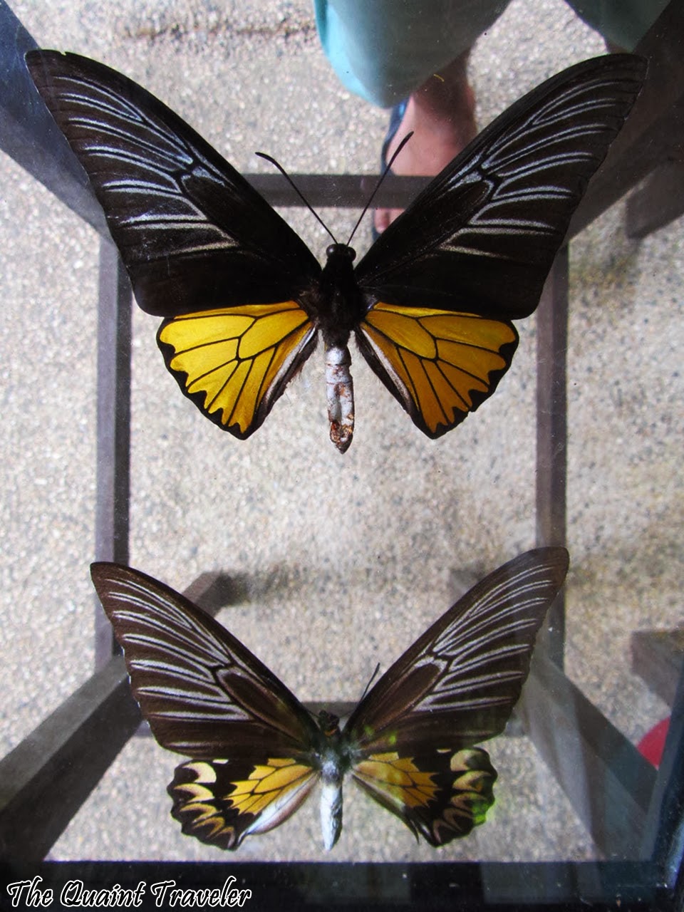 The Quaint Traveler That Fun and Colorful Afternoon at Butterfly