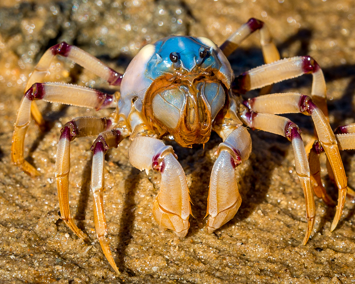 Nimrod catamaran June 2012