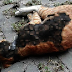 Kejam, kucing dibakar sampai mati