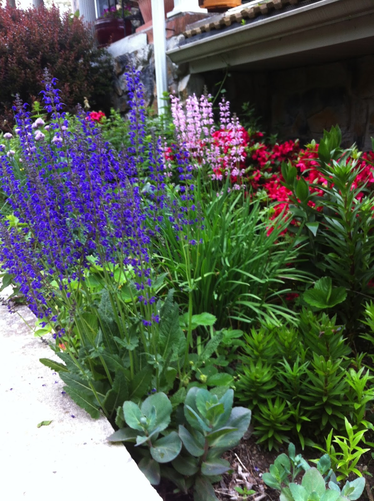 CRAFT & CONSUMPTION April & May Blooming Spring Flowers (zone 6)