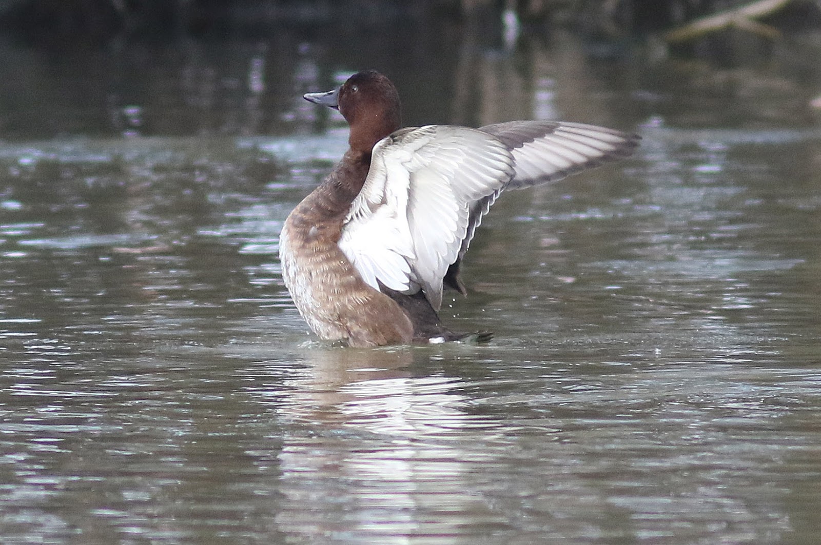 NonStop Birding Fudge Factor