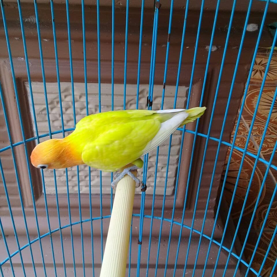 Daftar Harga Jenis Lovebird Mahal Terbaru 2018 2019 Pakan