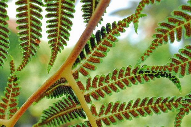 Portal Cool Hardy Golden Tree Fern - 25+ Fresh Spore Seeds Dicksonia Fibrosa Portal Cool Hardy Golden Tree Fern - 25+ Fresh Spore Seeds Dicksonia Fibrosa