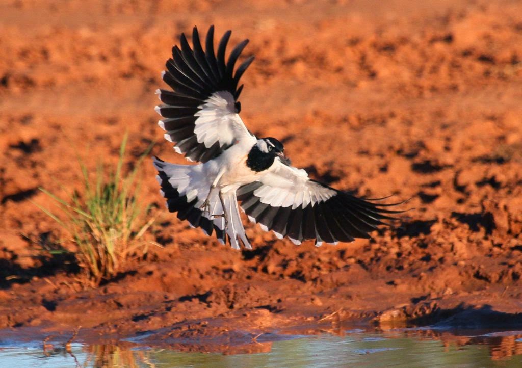 Richard Waring's Birds of Australia Photos of Magpie Larks, or