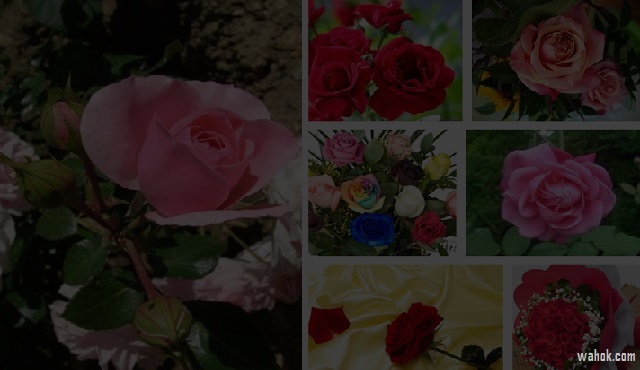40 Gambar Foto Bunga Rose Untuk Wallpaper Ponsel 40 Gambar Foto Bunga Rose Untuk Wallpaper Ponsel