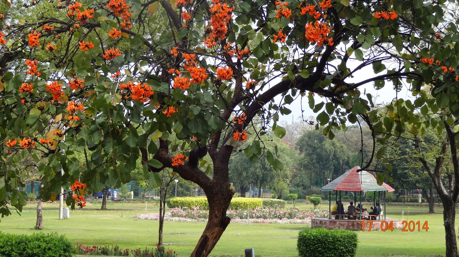 Plants of Lahore - Pakistan: April 2014