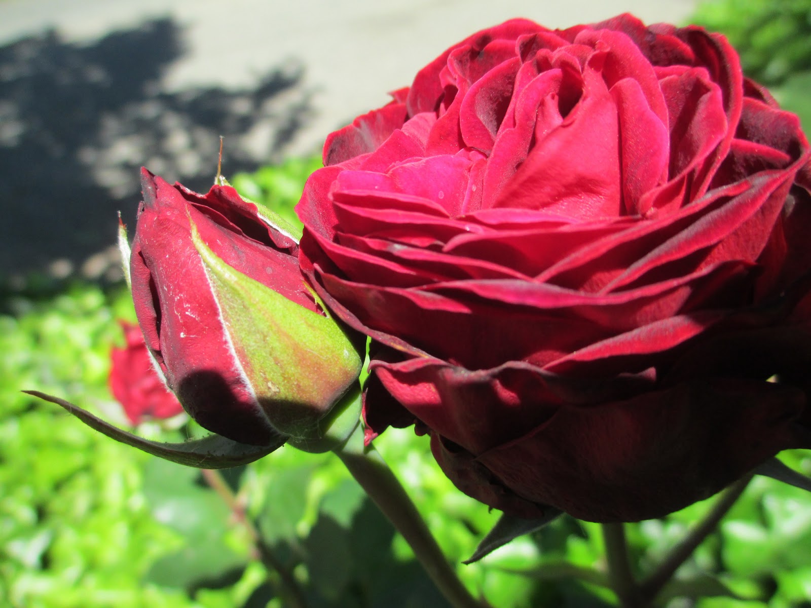 Life by Chocolate: Robyn Alana Engel's Blog: Roses and Bad Signage