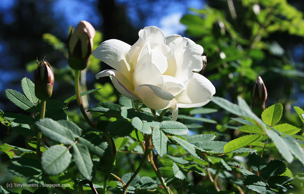 Versoja Vaahteramaelta Tunnelmia