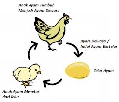 Daur Hidup Hewan Tanpa Metamorfosis Riang Belajar Bersama Alvi