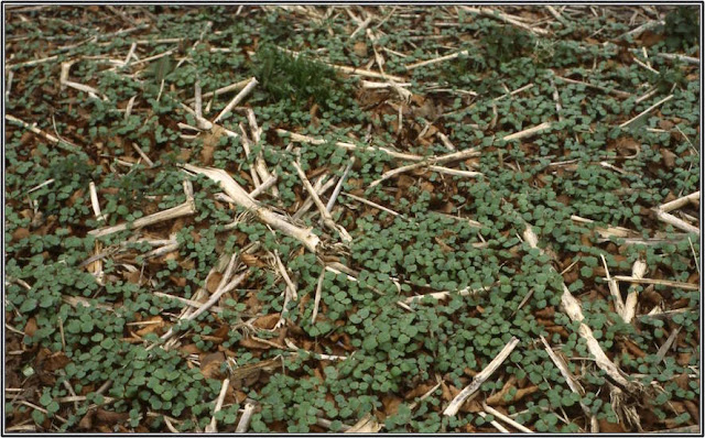 germinating Himalayan balsam seedlings