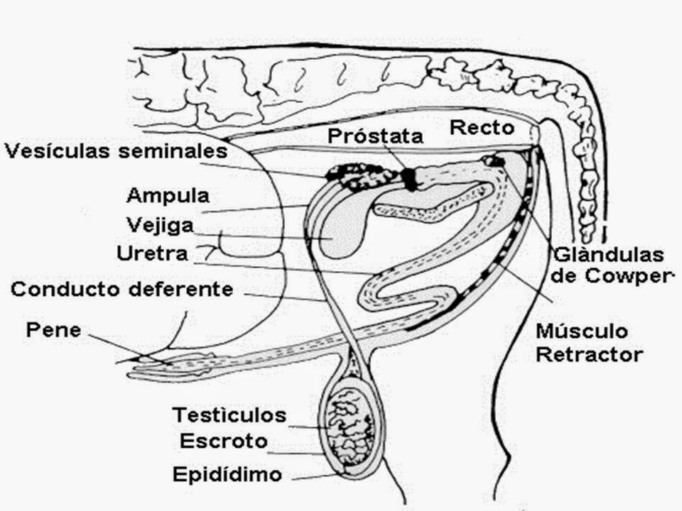 GESTION AGROPECUARIA: TRACTO REPRODUCTIVO DEL MACHO.