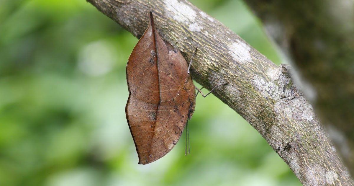 The Dead Leaf Butterfly Camouflage King of the Asian Tropics The