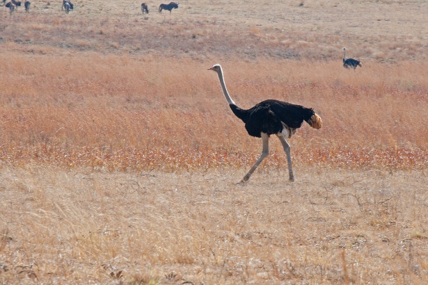 burung unta