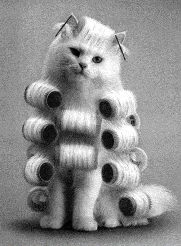 Top 10 most viral funniest cats pics of 2018 Get All Viral Things In