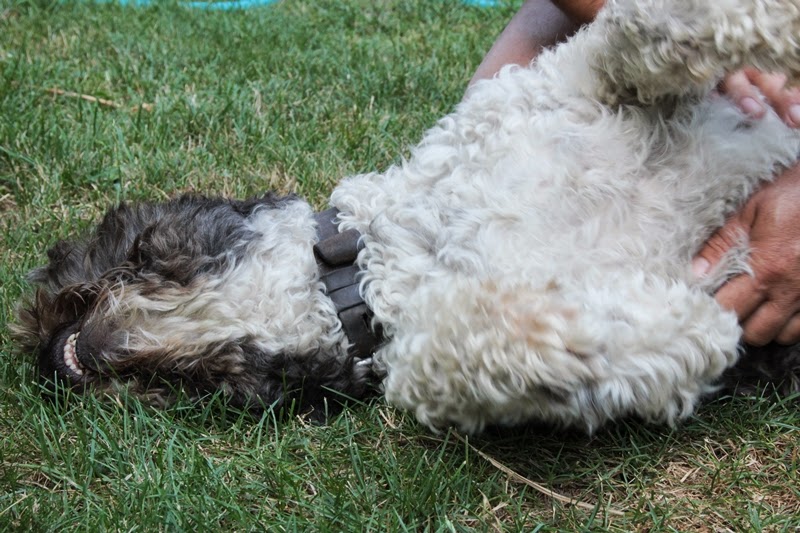 Peziperli Massage gefällig? Oder wie man einen Hund zum Grinsen