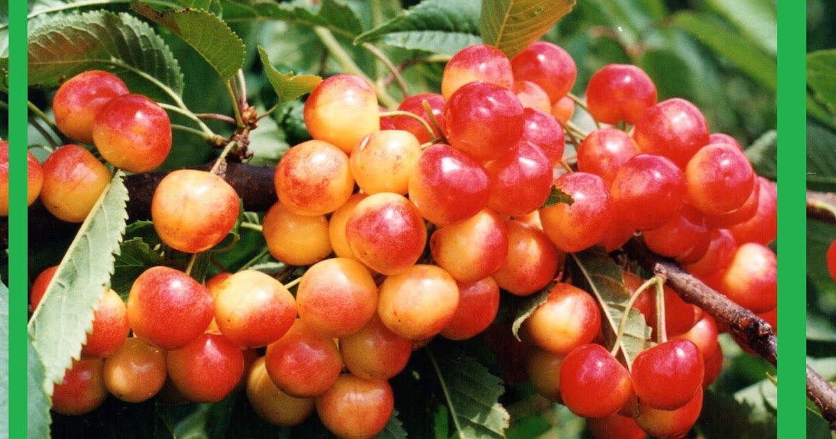 İÇİMDEKİ SAĞLIK