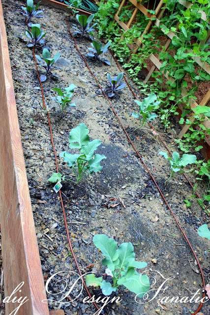 install a simple drip irrigation system, drip irrigation kit, backyard