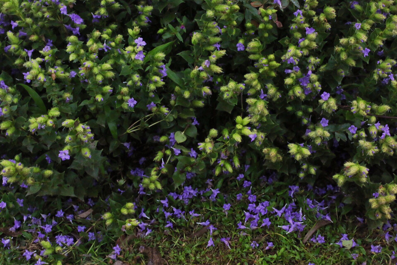 Topli Karvi the bride which blooms every seven years!
