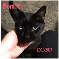 Black cat named Bomber