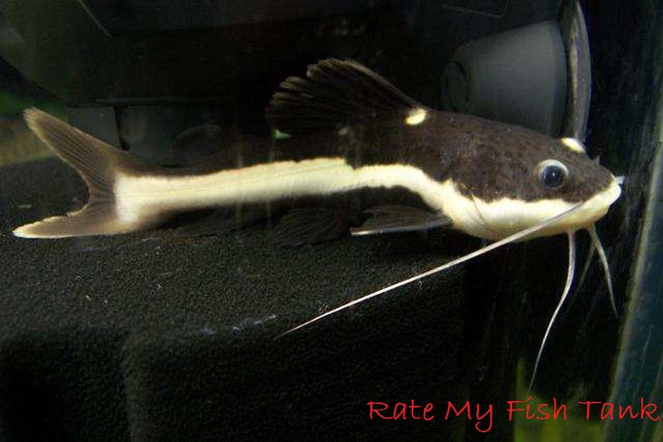 Gambar Flat-nosed Catfish Jenis Jenis Ikan Catfish Atau Lele Hias