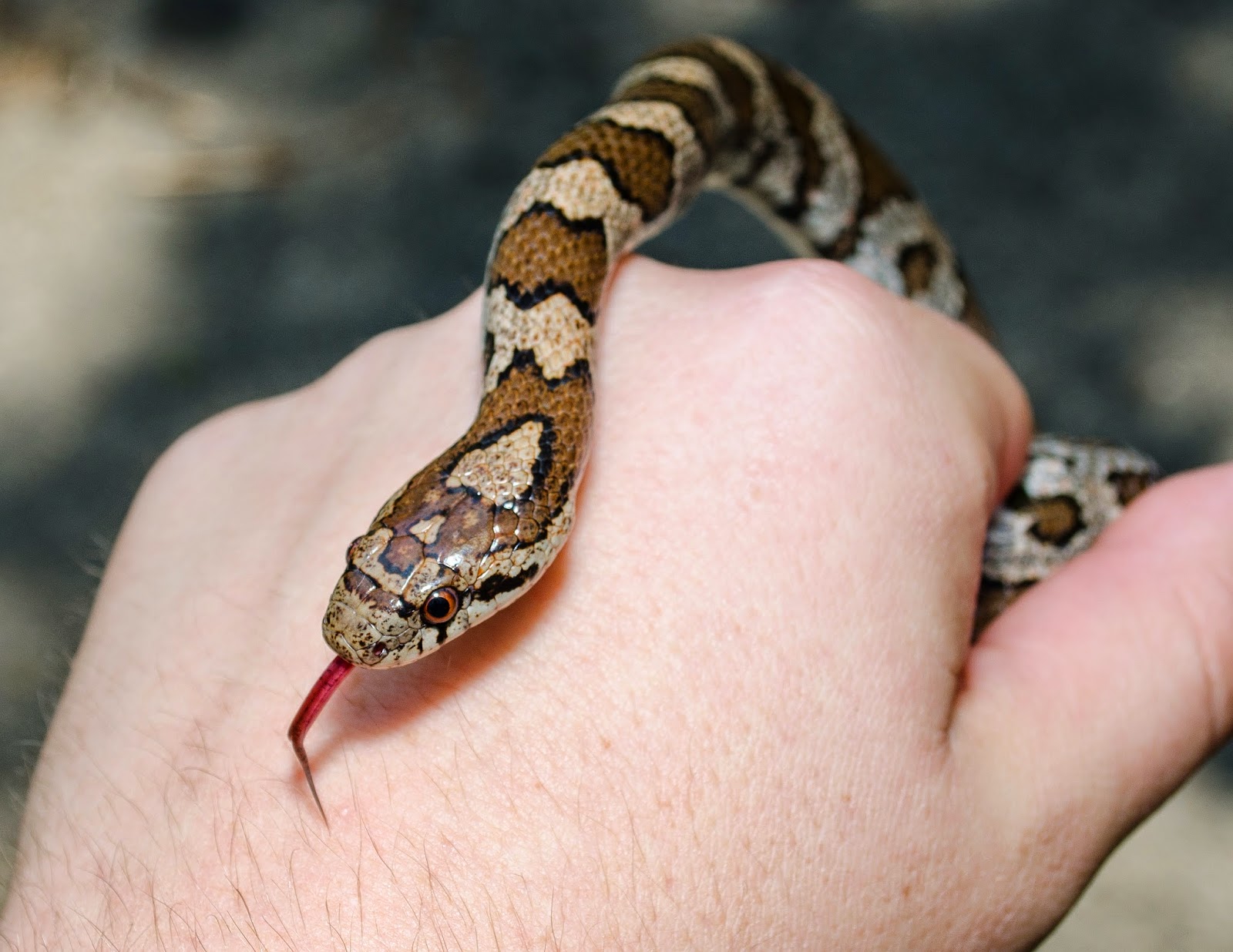 milk snake teeth