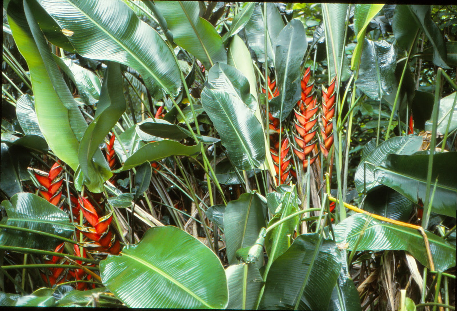 To Behold the Beauty: The Big Island, Hawaii