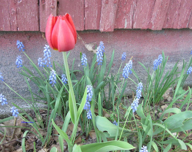 Armenian grape hyacinth and red tulip - helmihyasintit ja tulppaani