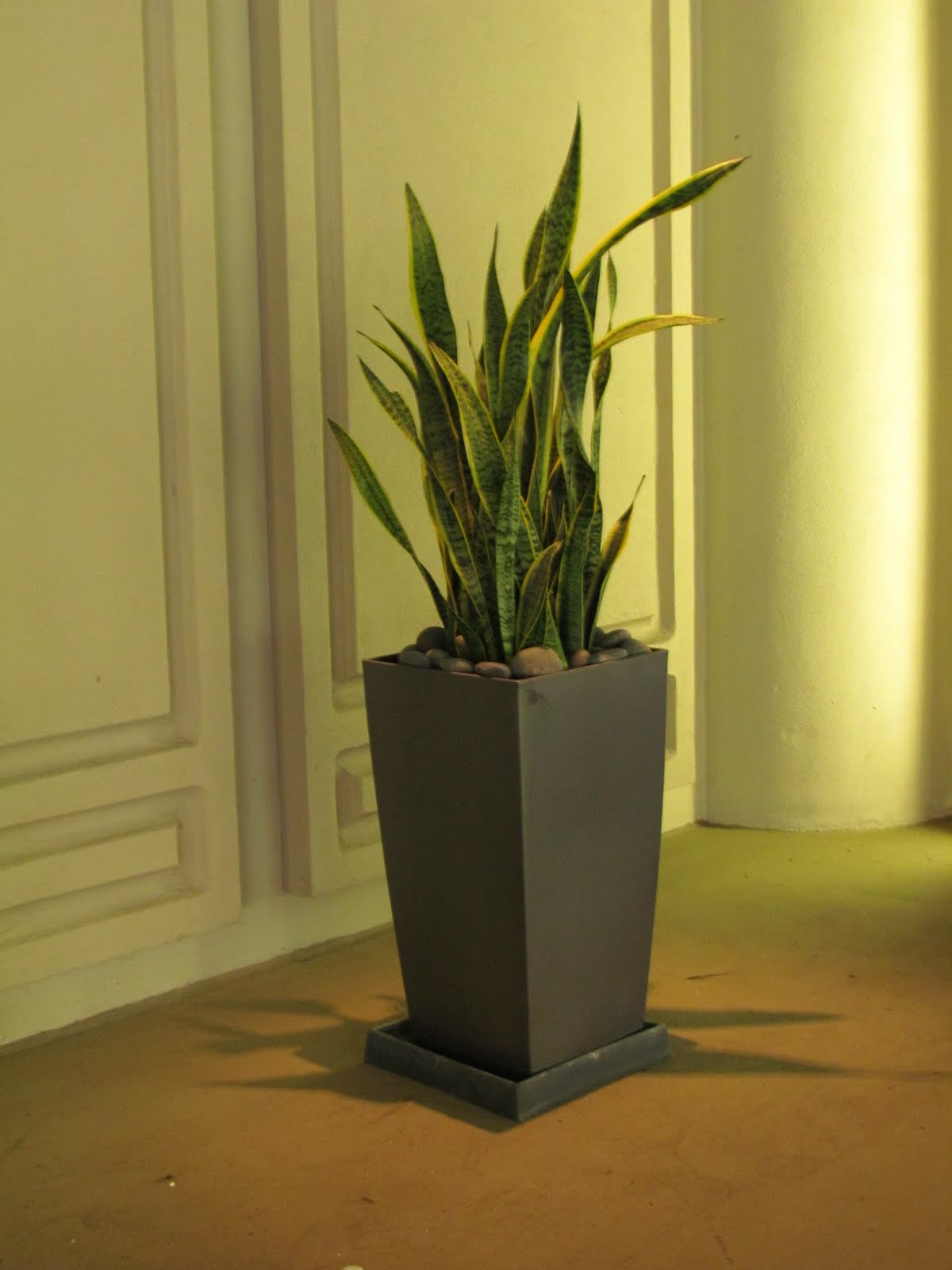 bwisegardening: Day 336 - Grow In the Dark Plants
