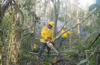 Reportan cuatros incendios forestales activos en Quintana Roo con 700 hectáreas siniestradas