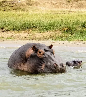 Mamma hippo and baby on the Kazinga Channel in Uganda