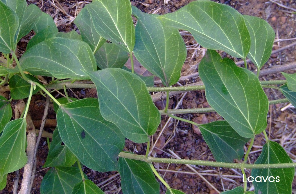 Herbal plants Sri Lanka Wattakaka volubilis/Thiththa anguna