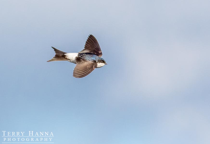 NI Bird Pics Terry Hanna House Martin & Blue Tit