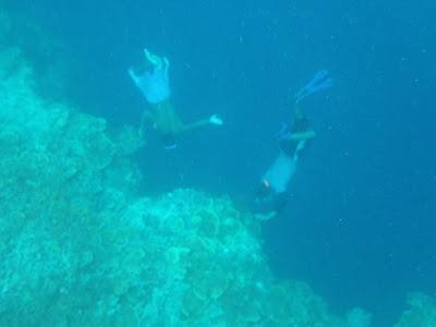 balicasag coral reef