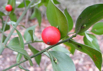 Ruscus aculeatus - плодове по листата Ruscus-aculeatus-110