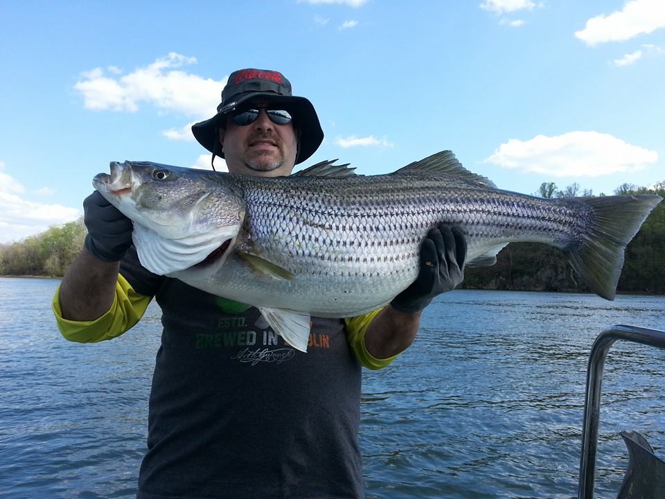 Fish On! Guided Tours. Knoxville, Tn Knoxville Tennessee's Premier Striper Fishing Guide Service