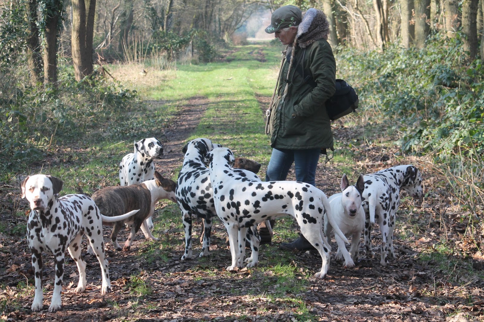 Indian Dogs Kennel Foto's