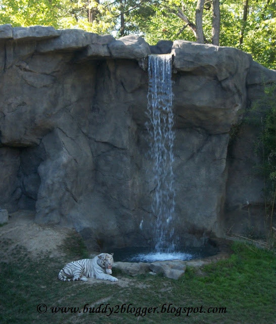White Tiger Cincinnati Zoo and Botanical Garden