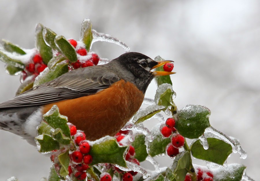 vickie henderson art winter birds and tennessee s ice vickie henderson art winter birds and tennessee s ice