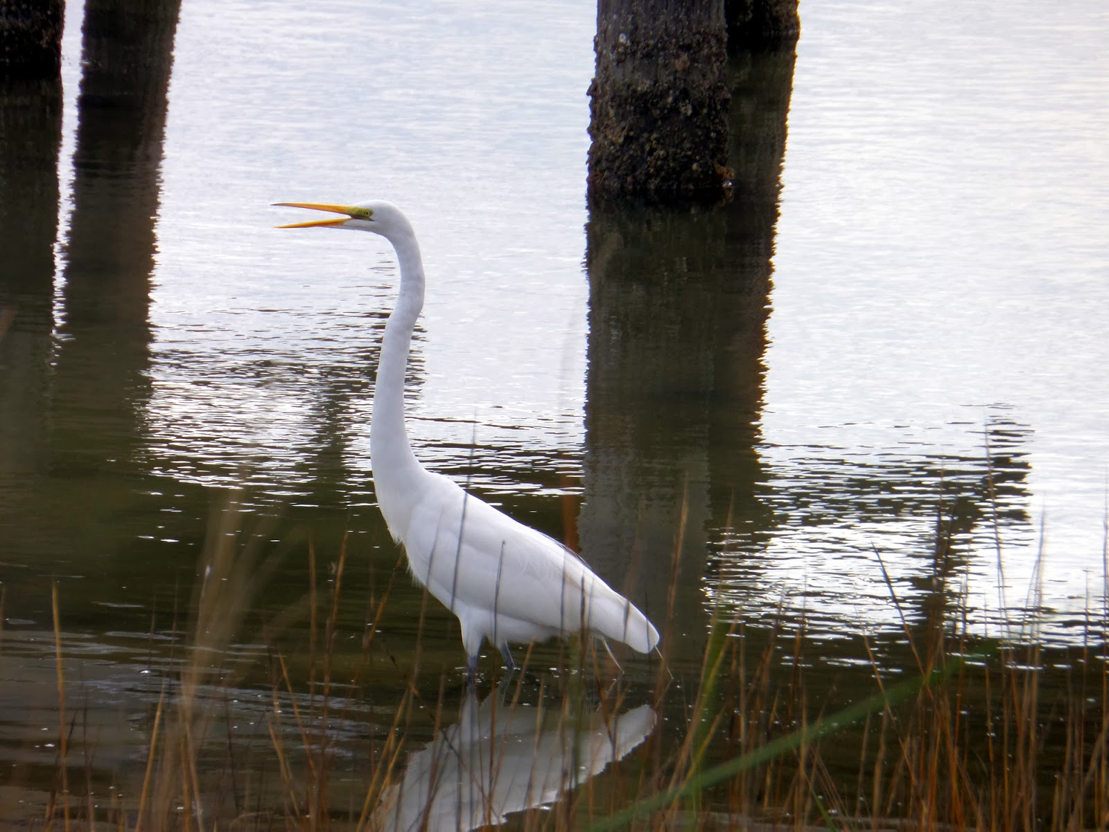 Cummings...and goings... Bay View RV Resort, Rockport, Texas January