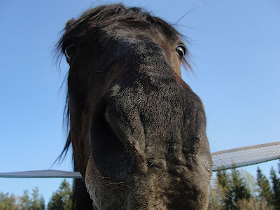 Musings of a Biologist and Dog Lover: So, what is Fur Anyway?