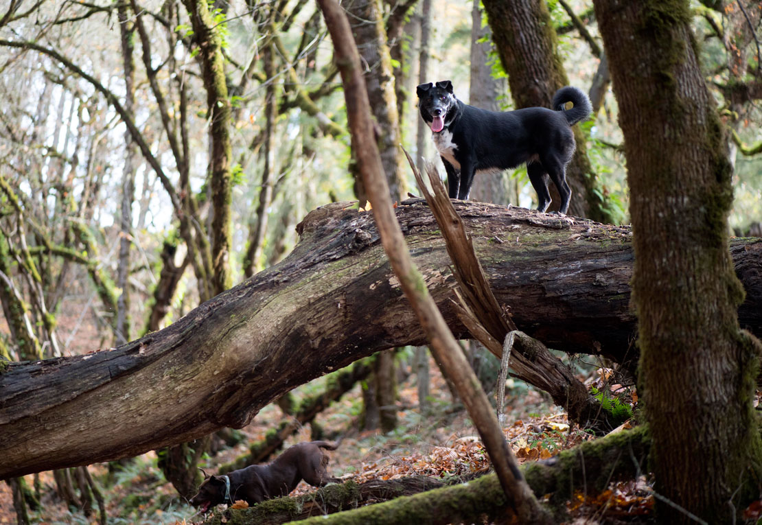 Robin Loznak Photography Tree climbing dog