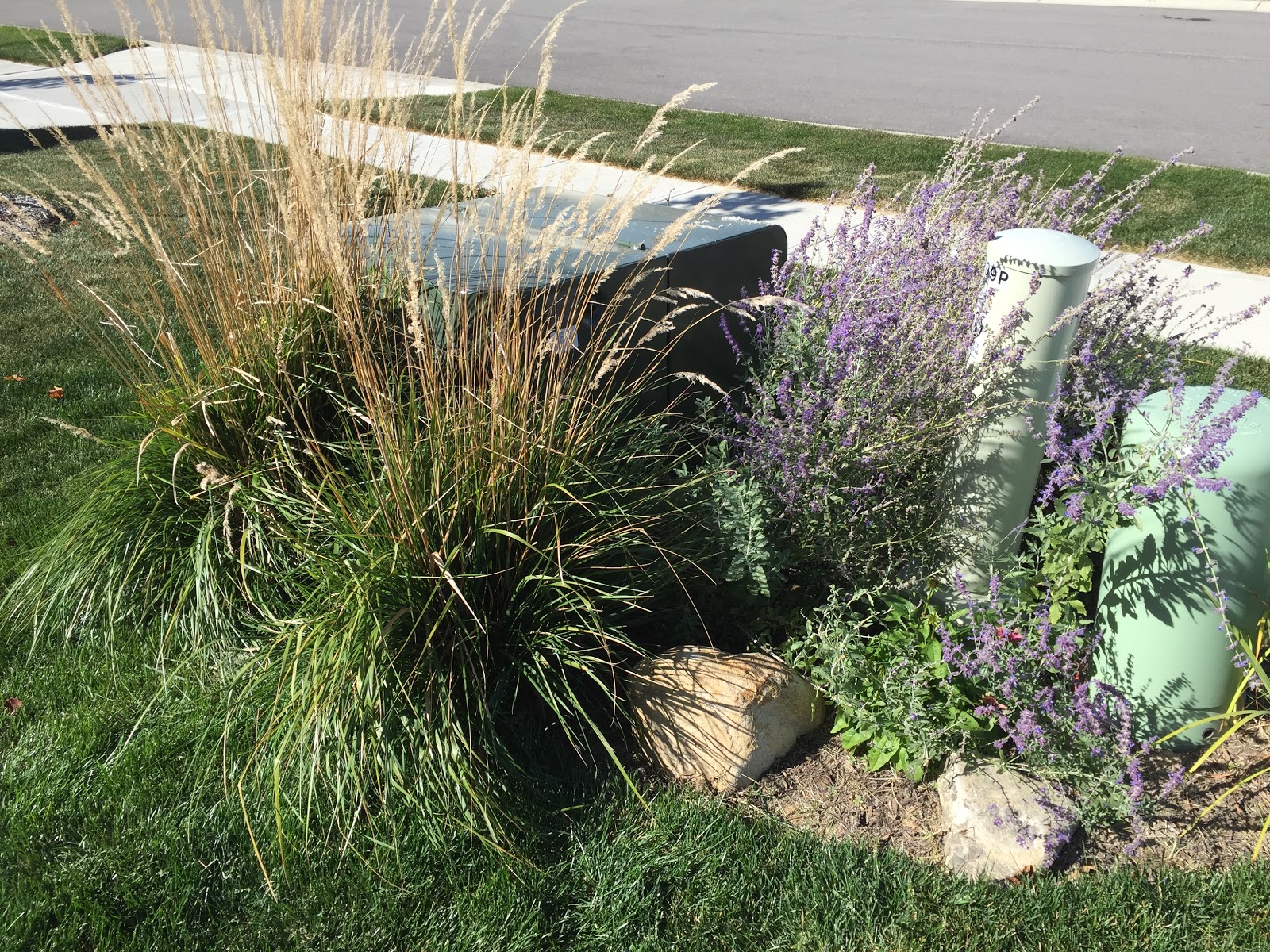 Backyard Neophyte Landscaping Blog List of Plants in My Yard